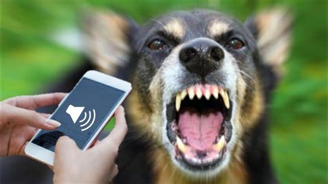 dog bukakke|DOGS BARKING to Make your Dog Bark .